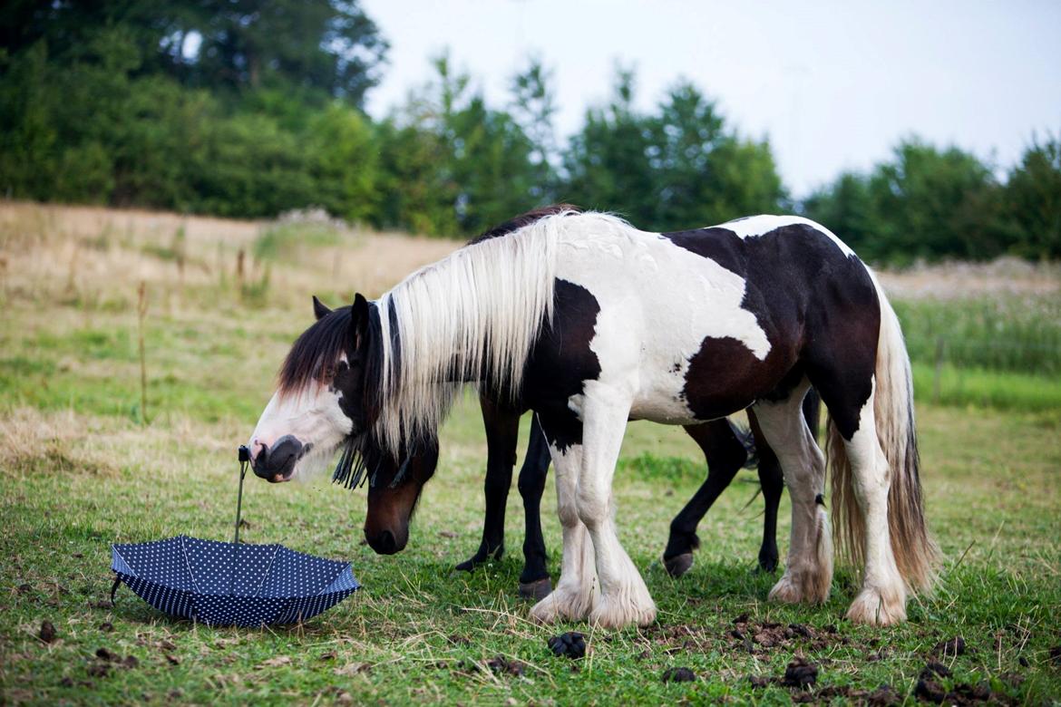 Irish Cob Gordon Blue billede 9