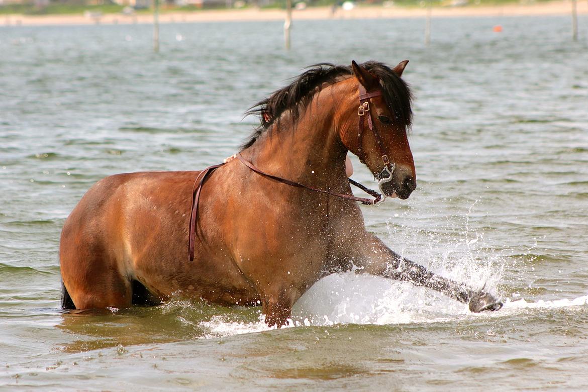 DSP Felex - Felex på stranden den 30 April 2014. Spanske skridt her. billede 9