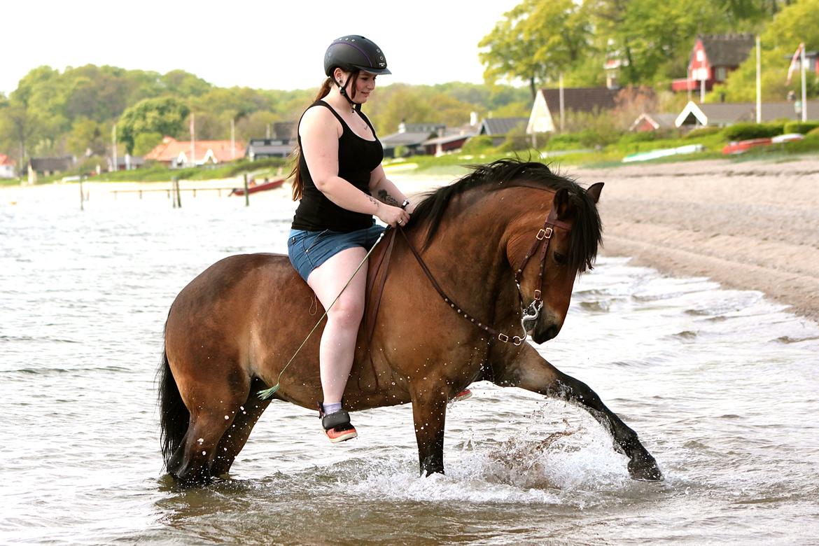 DSP Felex - Felex på stranden, her spanske skridt fra ryggen. 30 April 2014 billede 7