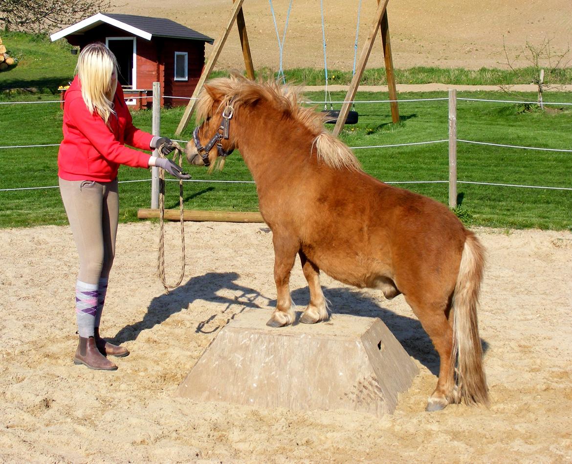 Shetlænder Ørbjerggårds Jasper billede 5