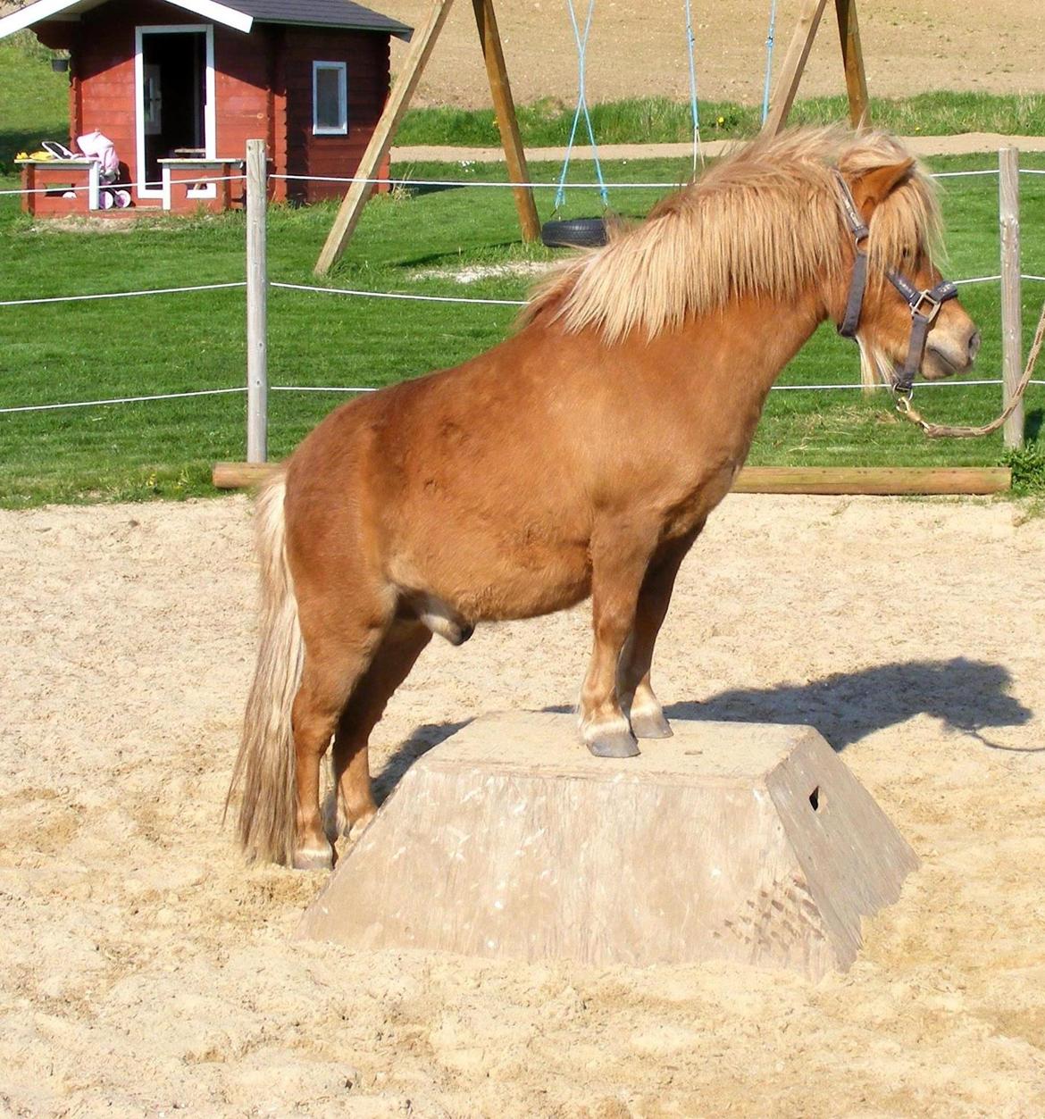 Shetlænder Ørbjerggårds Jasper - Velkommen til Jaspers profil! - Anden gang på "skammel" :D billede 1