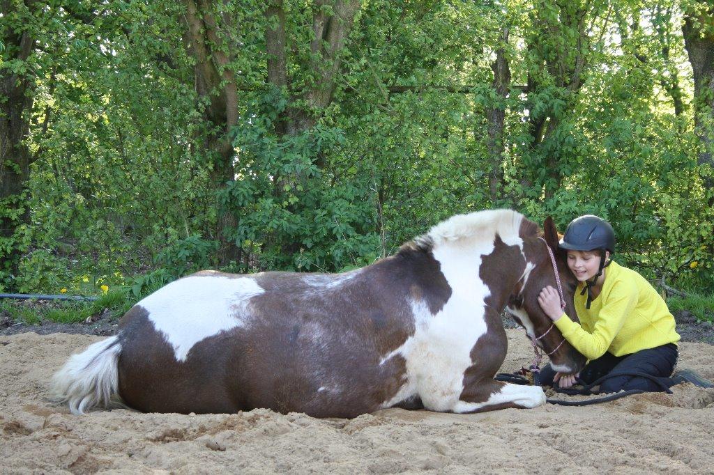 Pinto | Emir Ponygården | My best friend | - Så ligger dyret sig fandme på kommando, selvom det kun er tredje gang vi øver det! Elsker godt nok mit lille fede vidunder! :') billede 17