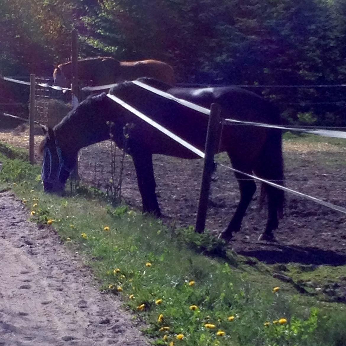 Connemara Egevangens Bailey billede 24