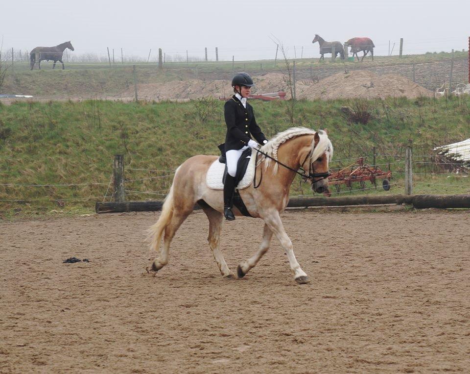 Tyroler Haflinger Amazone (Bailey) billede 1