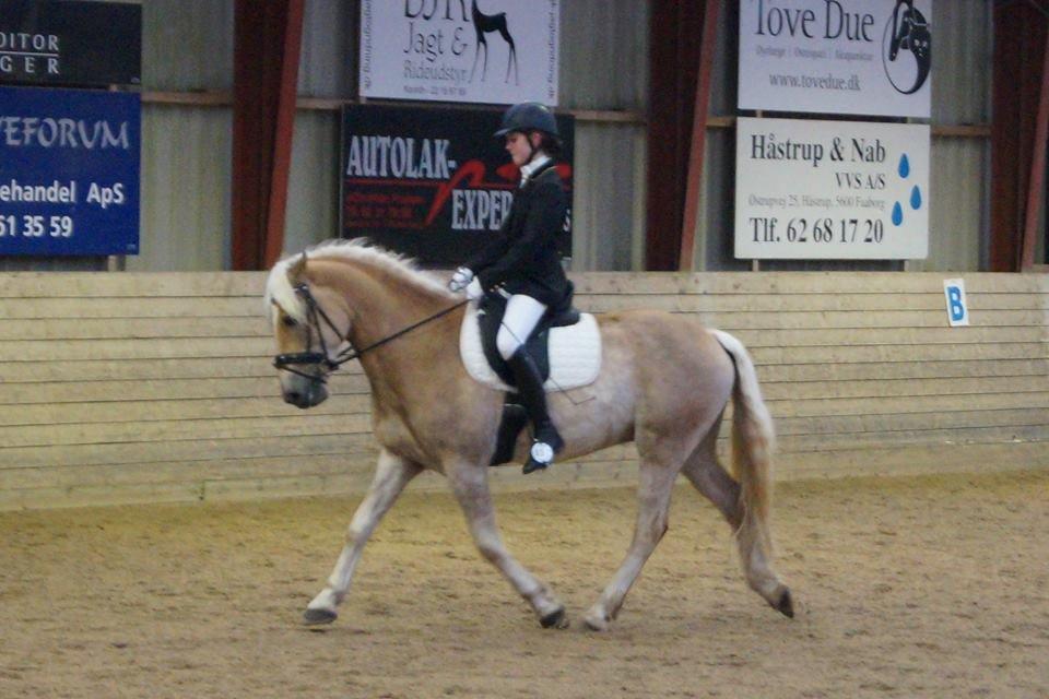 Tyroler Haflinger Amazone (Bailey) billede 4