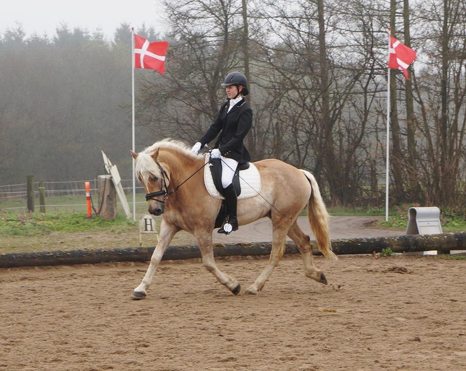 Tyroler Haflinger Amazone (Bailey) billede 9