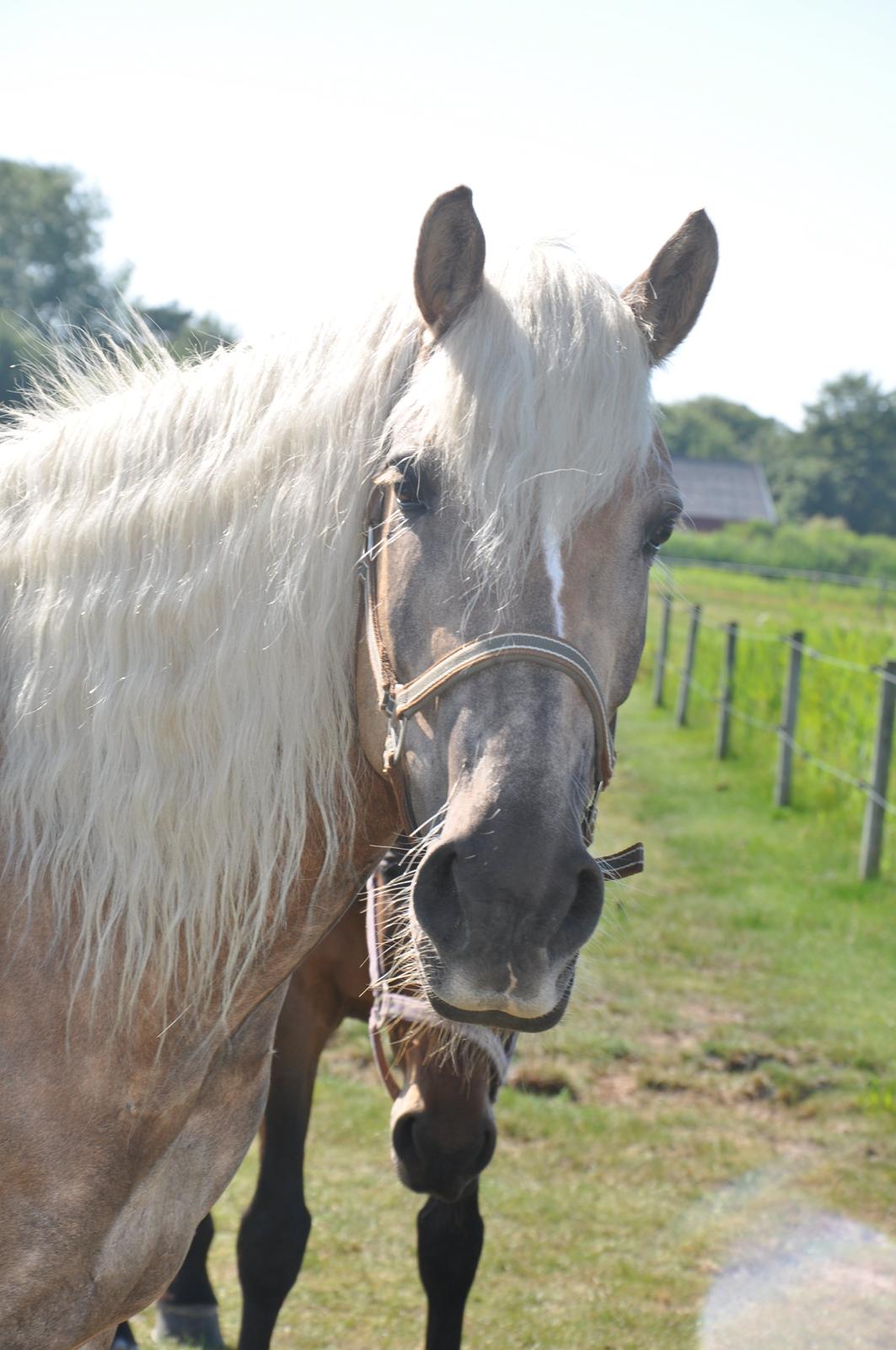 Tyroler Haflinger Amazone (Bailey) billede 17