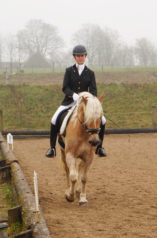 Tyroler Haflinger Amazone (Bailey) billede 15