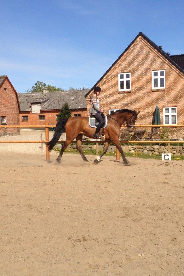 Holstener Noldes Amigo billede 5