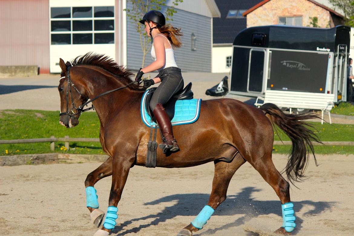 Dansk Varmblod Rascal Egeskov billede 27