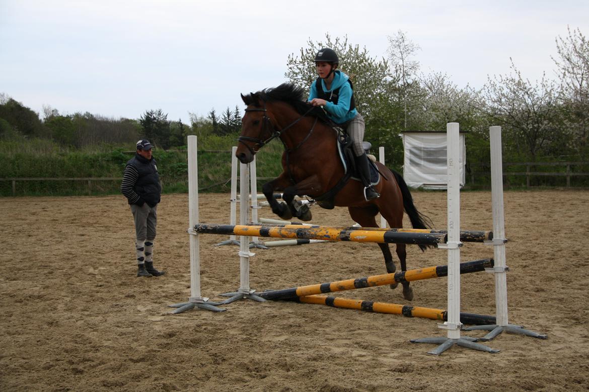 New Forest Solstrålens Idefix *STJERNE* billede 18