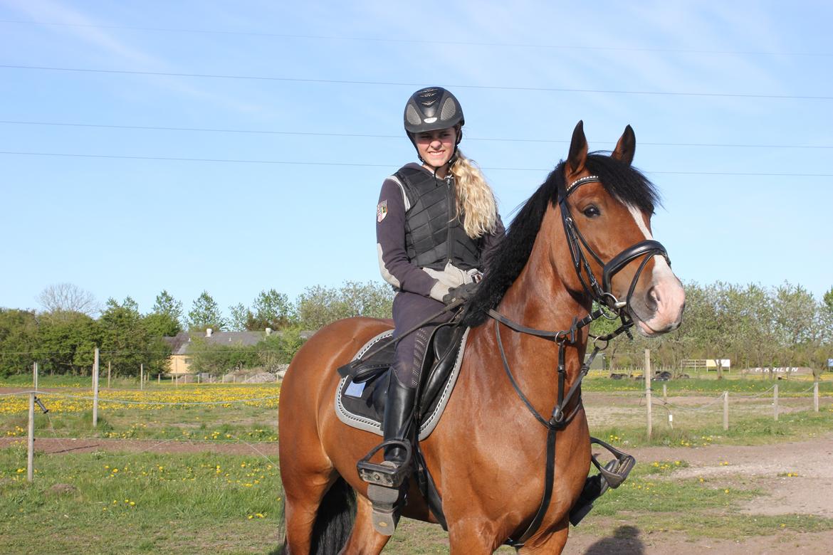 Irsk Sportspony Knockcullen Lass | B-pony | - Lass efter spring træning ved Rasmus Rise :)  billede 4