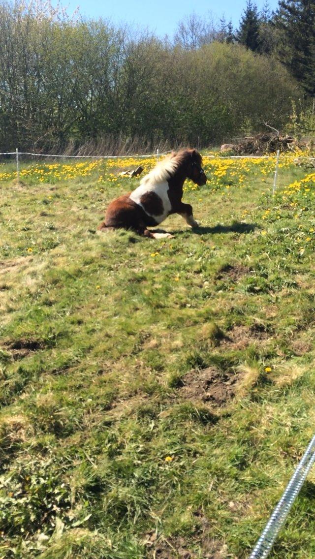 Shetlænder Dalagers Taz billede 16