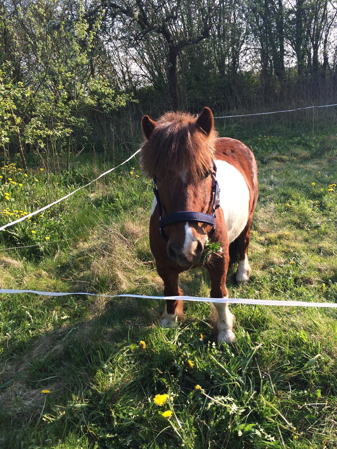 Shetlænder Dalagers Taz billede 17