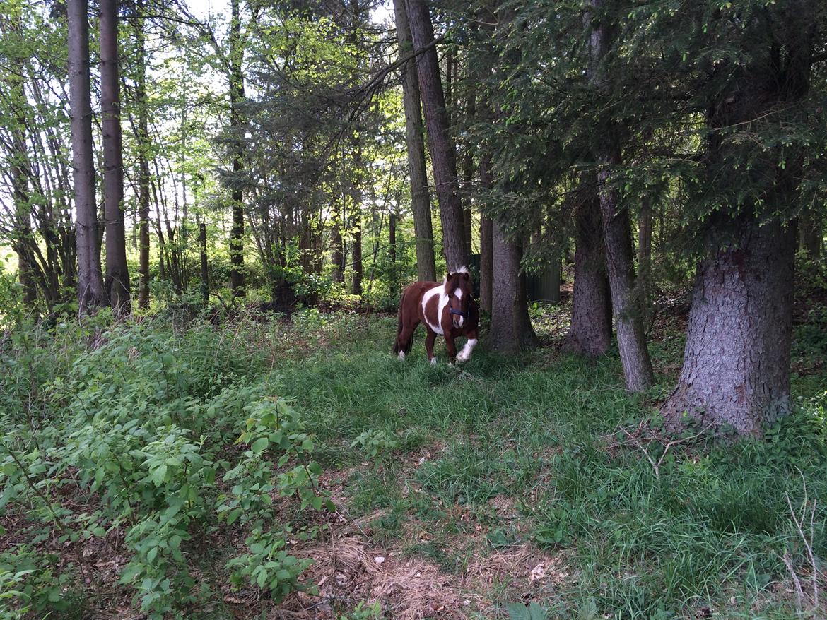 Shetlænder Dalagers Taz billede 18