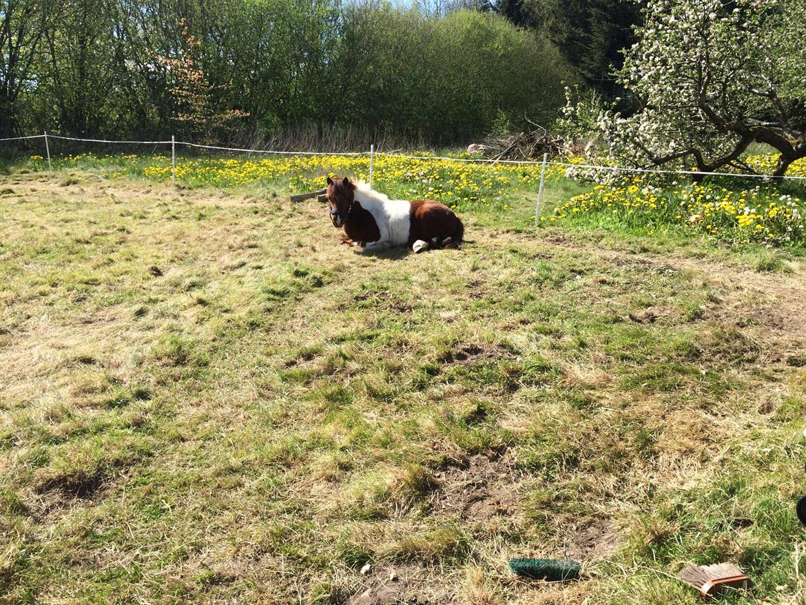 Shetlænder Dalagers Taz billede 19