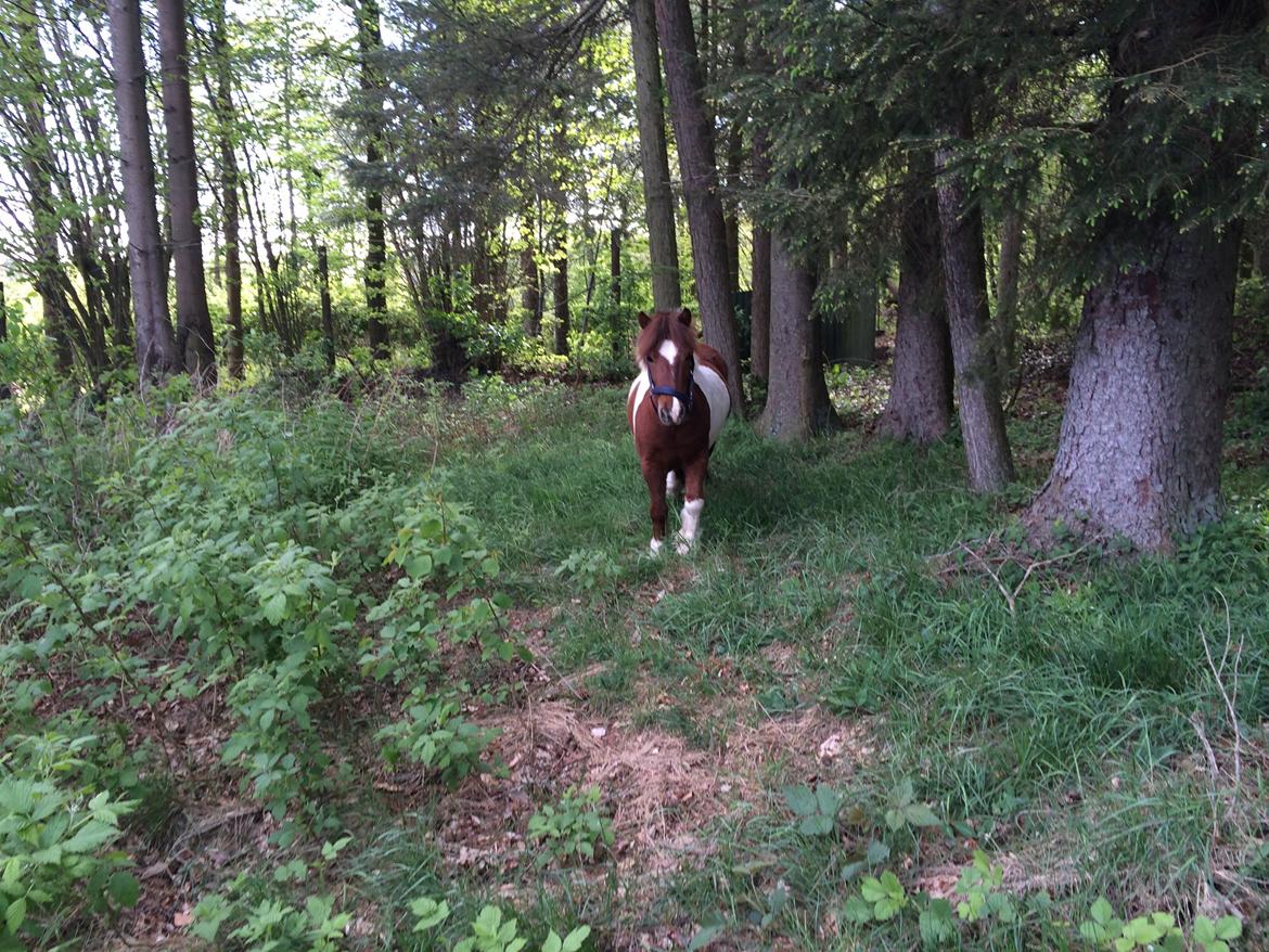 Shetlænder Dalagers Taz billede 20
