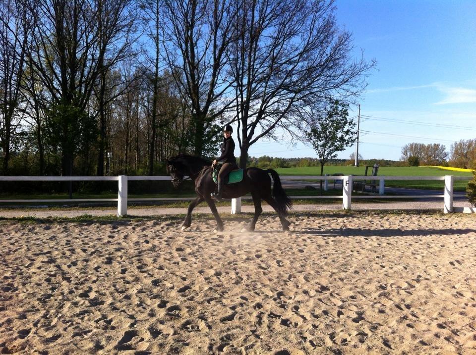 Frieser $Birka$[Tid.Part] - FREMSKRIDT ! er så stolt ! billede 9