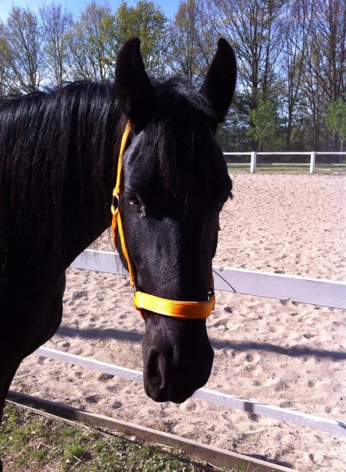 Frieser $Birka$[Tid.Part] - MOAR! Jeg er træt og vil ik ud og ride !! billede 13