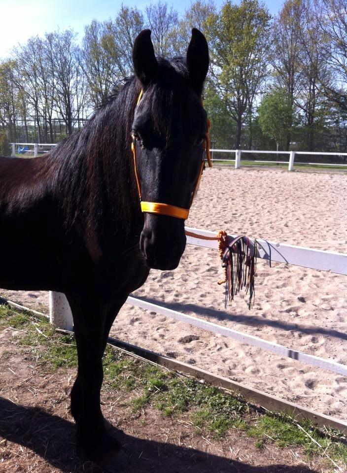 Frieser $Birka$[Tid.Part] - ? Har du mad :b billede 14