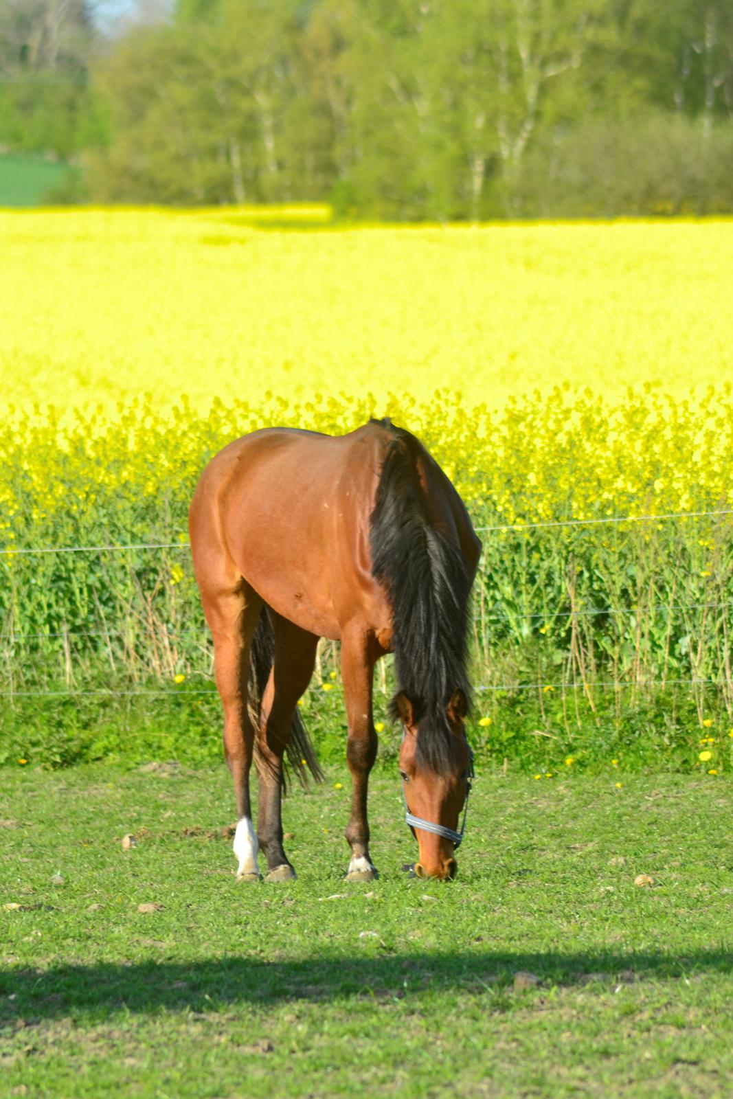 Dansk Varmblod Fiona By West billede 11