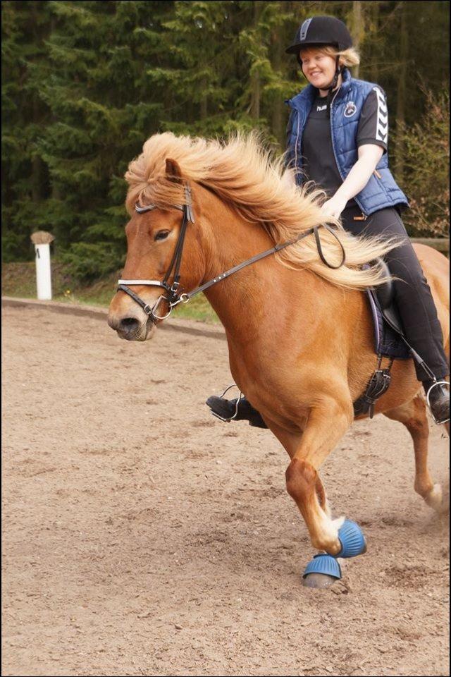 Islænder Glóa fra Lundhede billede 11