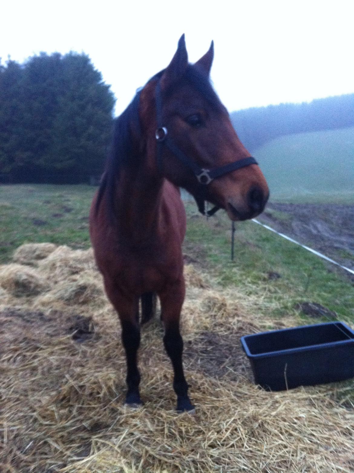 Anden særlig race Darling  billede 6