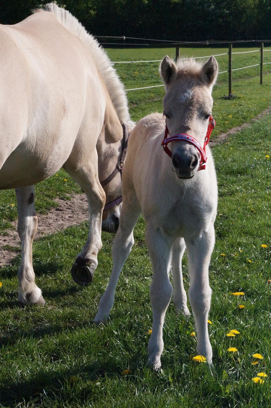 Fjordhest Højgaards Vanilla *Baby* Solgt - 30/4 2014 billede 23