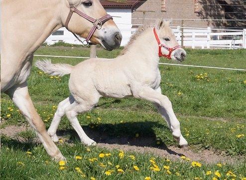 Fjordhest Højgaards Vanilla *Baby* Solgt - Velkommen til! :-)  30/4 2014 " Se hvor hun stråler, hun er så yndig!" billede 1