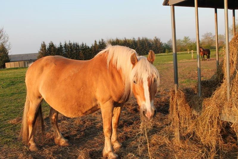 Haflinger Viola (Musse) givet væk billede 3