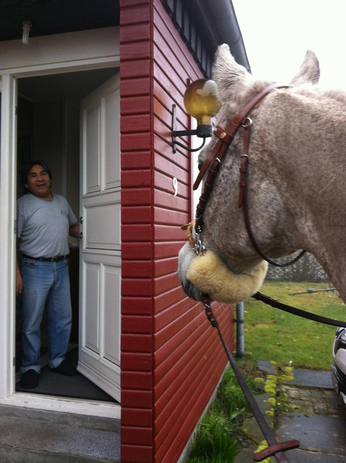 Arabisk fuldblod (OX) | Ramuz Asil OX - Ramuz hilser på min far :D billede 22