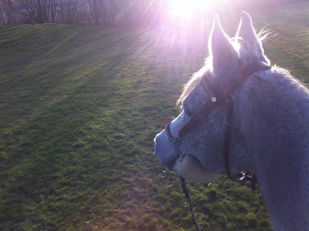 Arabisk fuldblod (OX) | Ramuz Asil OX - Ude og ride tur i det dejlige vejr! billede 23