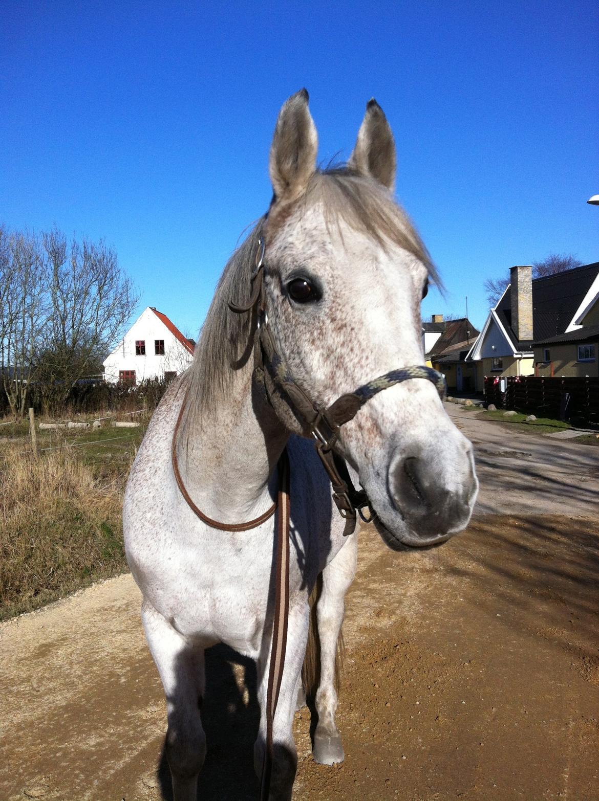 Arabisk fuldblod (OX) | Ramuz Asil OX - Går tur med min baby billede 24