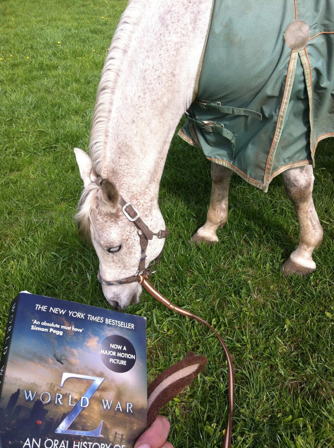 Arabisk fuldblod (OX) | Ramuz Asil OX - Når mannu skal græsse i en time med hesten, kan man da lige så godt læse lidt :D billede 25