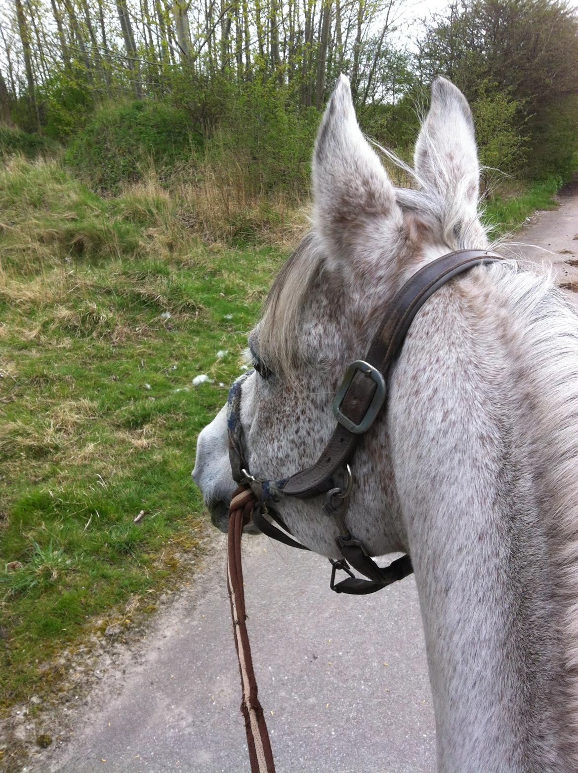 Arabisk fuldblod (OX) | Ramuz Asil OX - Vi rider tur :) billede 26