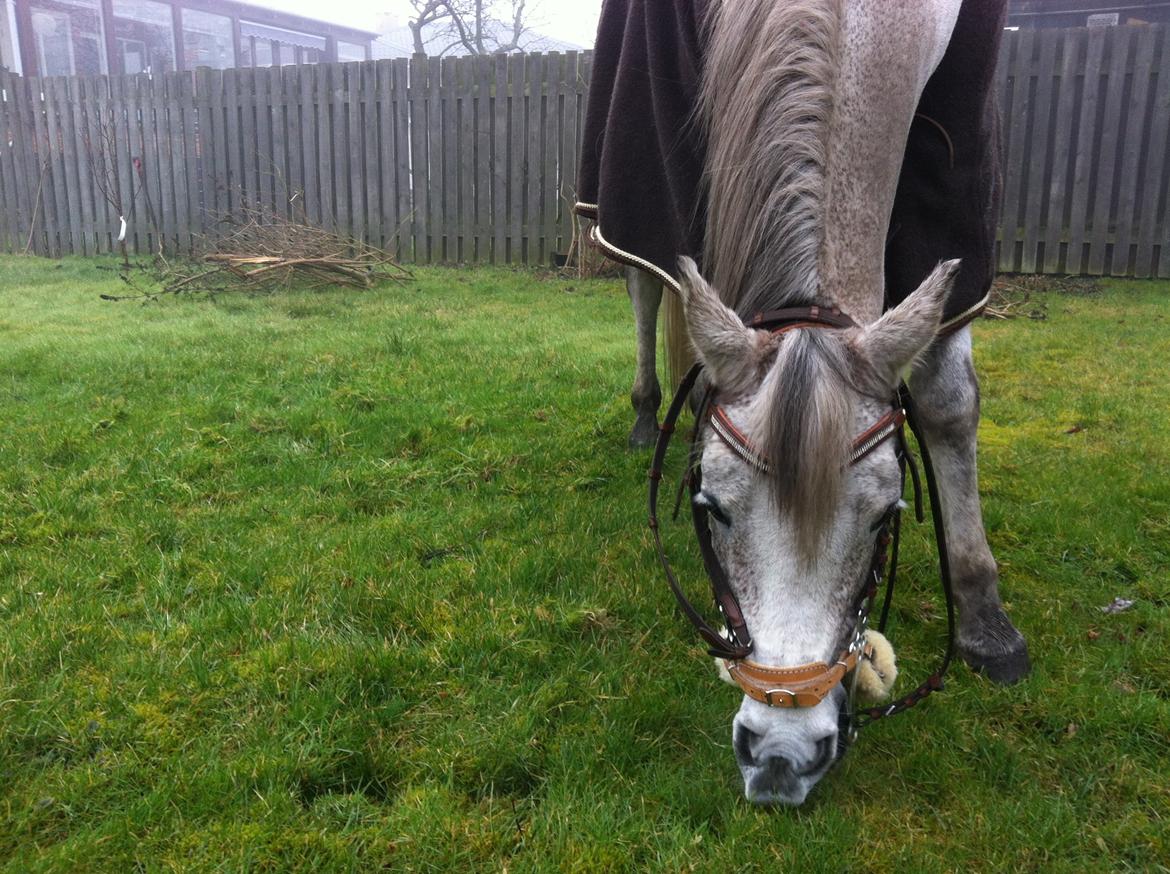 Arabisk fuldblod (OX) | Ramuz Asil OX - Hjemme i haven. billede 21
