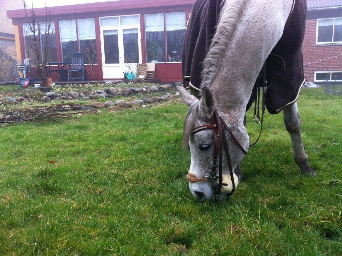 Arabisk fuldblod (OX) | Ramuz Asil OX - Ramuz hjemme i haven <3 billede 1