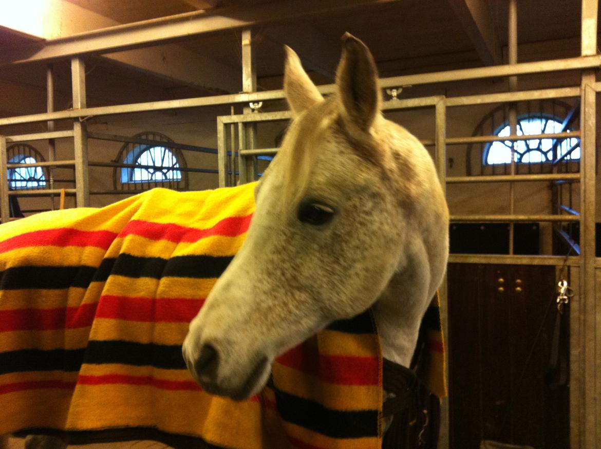 Arabisk fuldblod (OX) | Ramuz Asil OX - Ramuz i den gamle stald. billede 27