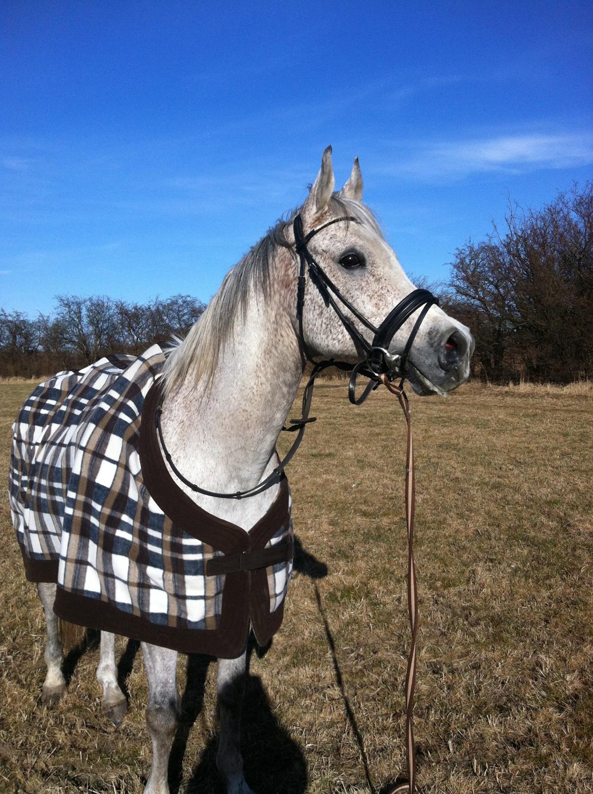 Arabisk fuldblod (OX) | Ramuz Asil OX - På marken og longere. billede 28