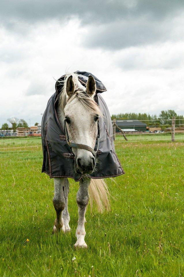 Arabisk fuldblod (OX) | Ramuz Asil OX - Ramuz på fold. billede 5