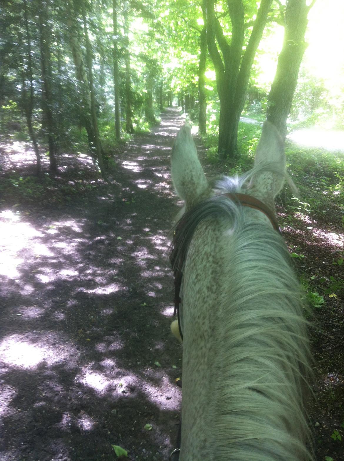 Arabisk fuldblod (OX) | Ramuz Asil OX - I skoven efter hundrede år! <3 billede 30