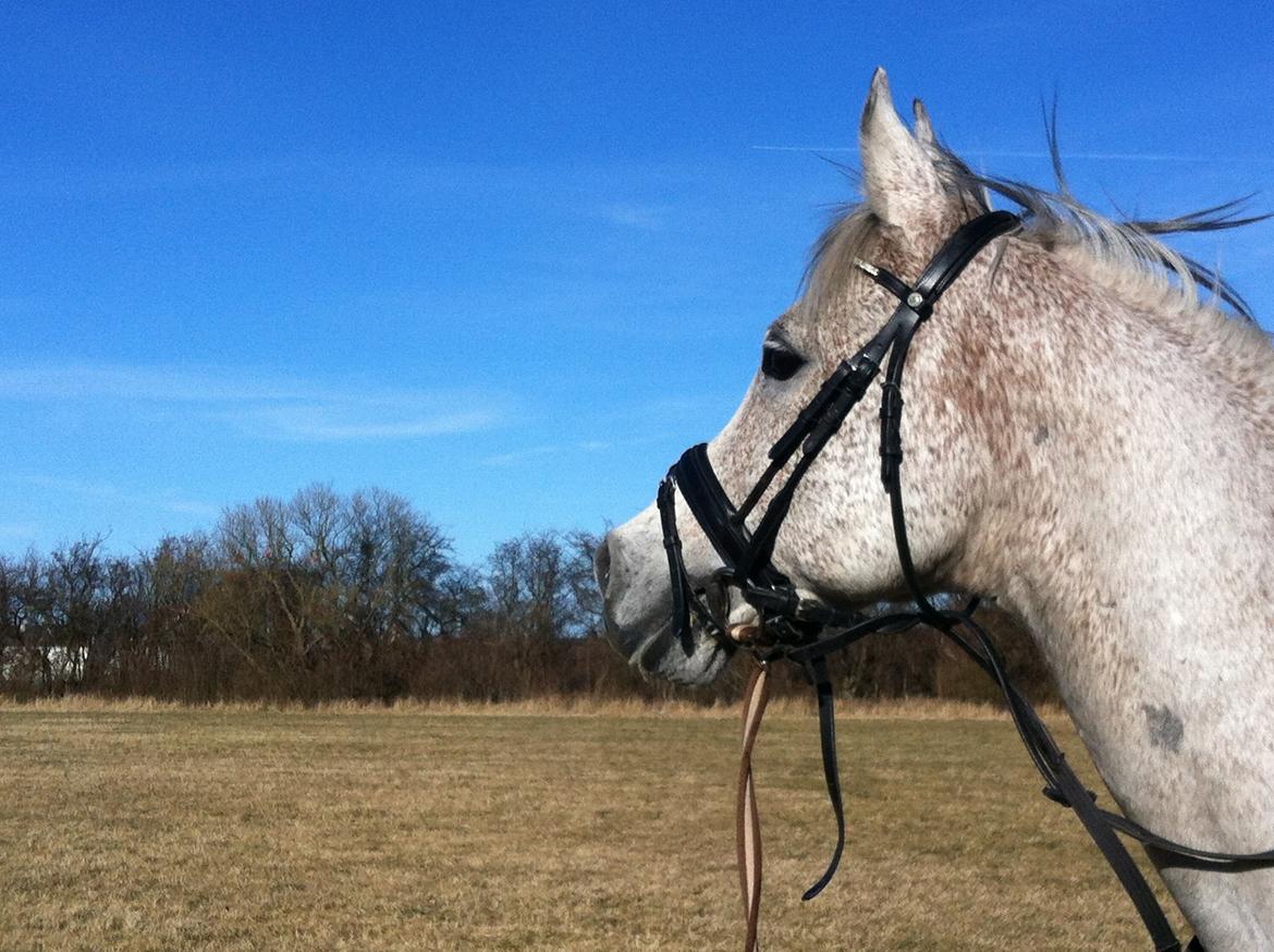 Arabisk fuldblod (OX) | Ramuz Asil OX - Smukke Ramses billede 29