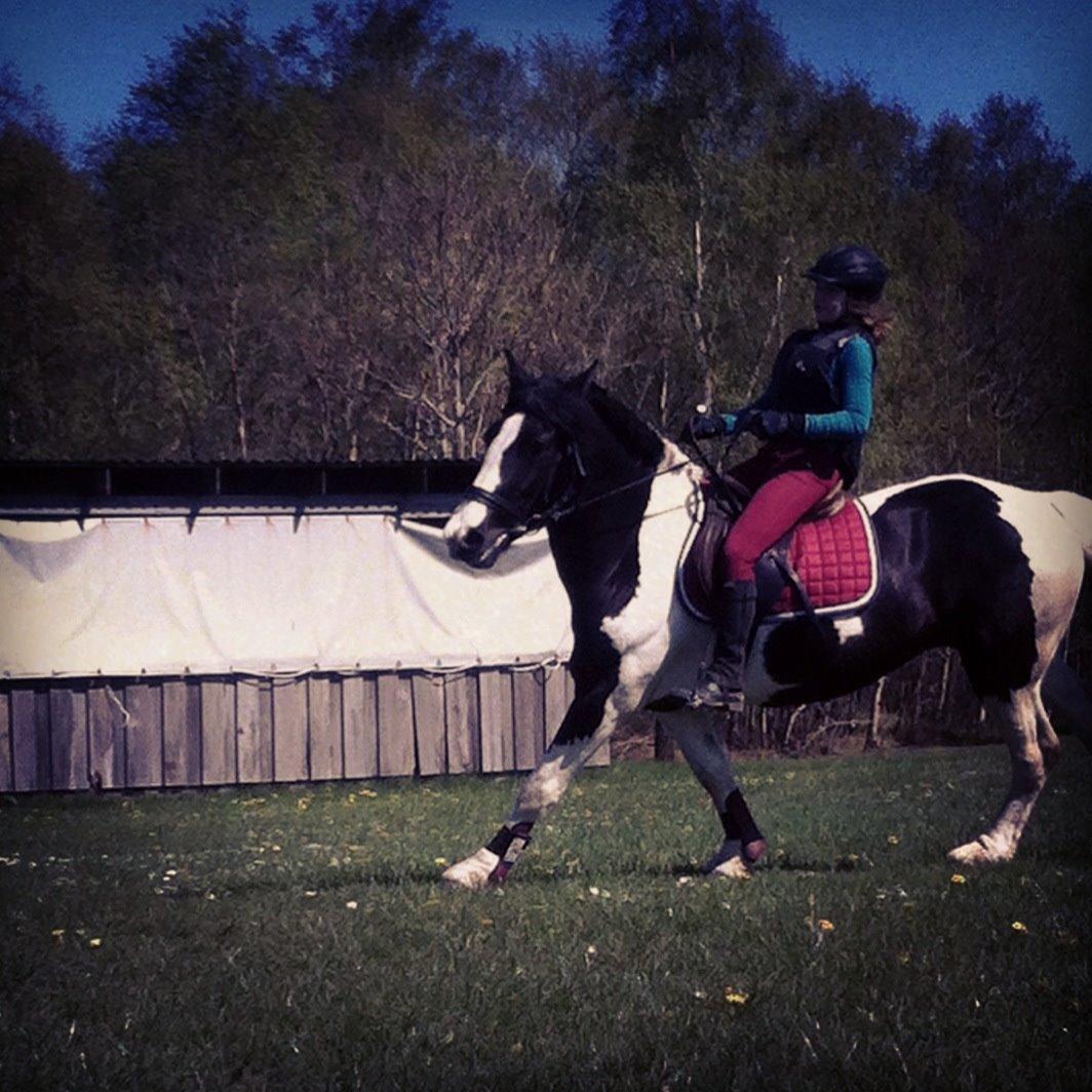Irish Cob Rose (min lille ko) billede 9