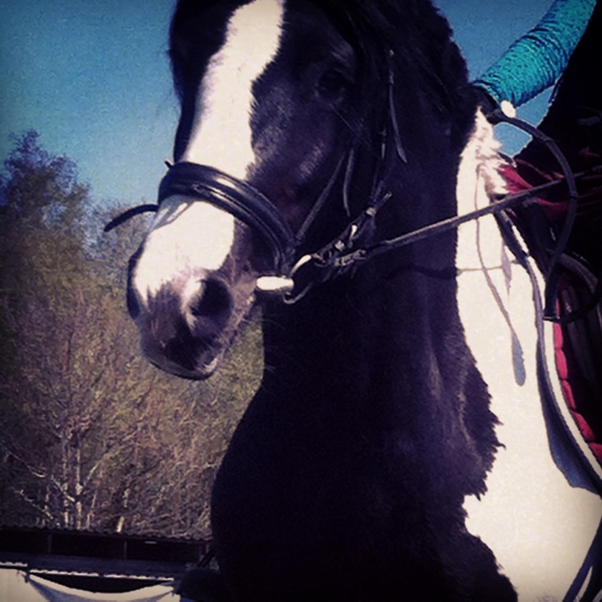 Irish Cob Rose (min lille ko) billede 14