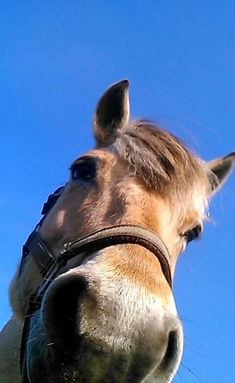 Fjordhest Thor - Da vi lavede HMS-2014 <3 billede 9