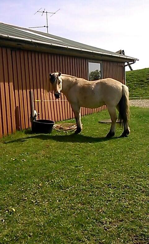 Fjordhest Thor - 2014 billede 13