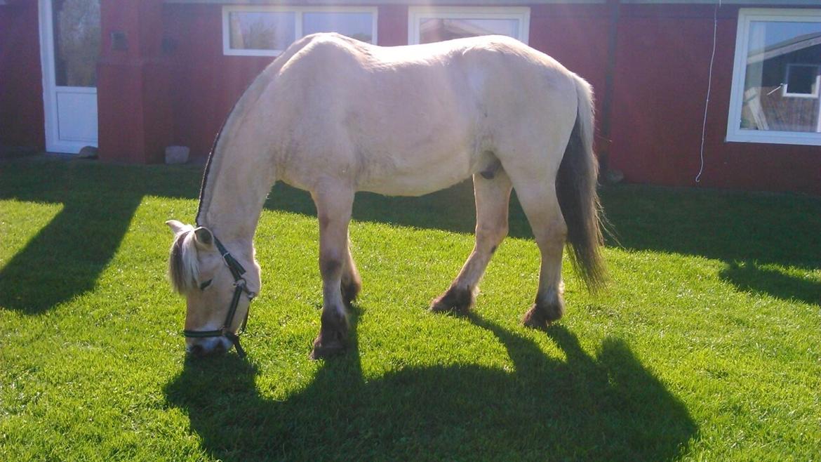 Fjordhest Thor - Fri-2014. billede 17