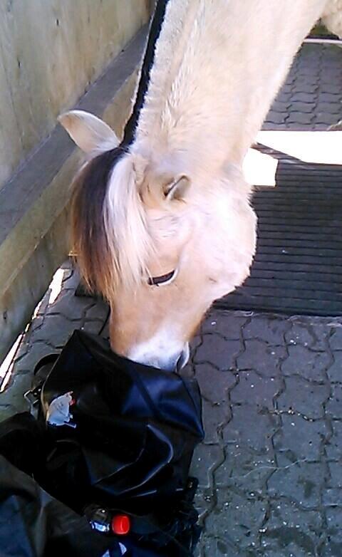 Fjordhest Thor - Lidt nysgerri xD <3 billede 19