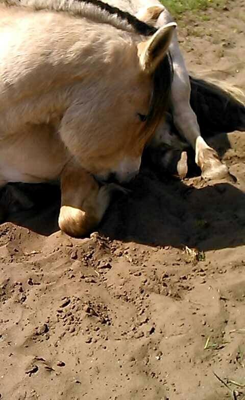 Fjordhest Bonanza Grønlund - 2014-foto: mig billede 10