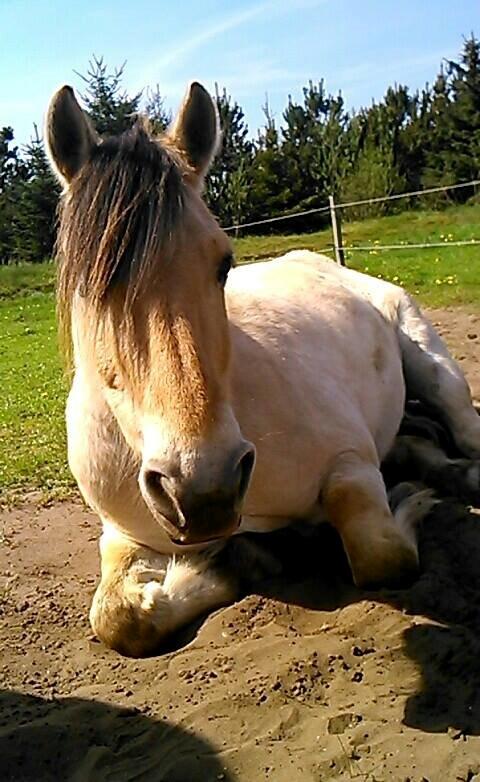 Fjordhest Bonanza Grønlund - Sommeren 2014 <3 Foto: mig billede 4